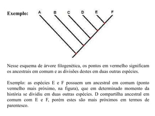 Nesse esquema de árvore filogenética, os pontos em vermelho significam
os ancestrais em comum e as divisões destes em duas outras espécies.
Exemplo: as espécies E e F possuem um ancestral em comum (ponto
vermelho mais próximo, na figura), que em determinado momento da
história se dividiu em duas outras espécies. D compartilha ancestral em
comum com E e F, porém estes são mais próximos em termos de
parentesco.
Exemplo:
 