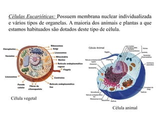 Células Eucarióticas: Possuem membrana nuclear individualizada
e vários tipos de organelas. A maioria dos animais e plantas a que
estamos habituados são dotados deste tipo de célula.
Célula vegetal
Célula animal
 