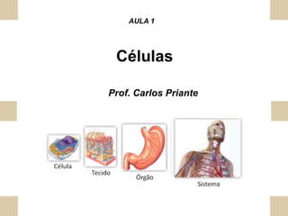 Citologia
AULA 1
Prof. Carlos Priante
 