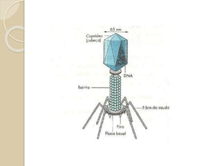 E os Vírus ???
 Os vírus são acelulares, ou seja, não são formados
por células.
 Isto faz com que ainda seja muito discutido se os
vírus possuem vida ou não.
 Basicamente os vírus são constituídos de material
genético e proteínas.
 Eles utilizam uma célula para fazer sua
reprodução.
 