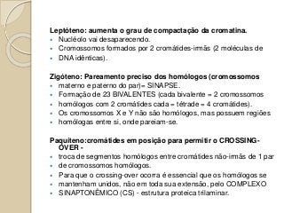 Leptóteno: aumenta o grau de compactação da cromatina.
 Nucléolo vai desaparecendo.
 Cromossomos formados por 2 cromátides-irmãs (2 moléculas de
 DNA idênticas).
Zigóteno: Pareamento preciso dos homólogos (cromossomos
 materno e paterno do par)= SINAPSE.
 Formação de 23 BIVALENTES (cada bivalente = 2 cromossomos
 homólogos com 2 cromátides cada = tétrade = 4 cromátides).
 Os cromossomos X e Y não são homólogos, mas possuem regiões
 homólogas entre si, onde pareiam-se.
Paquíteno:cromátides em posição para permitir o CROSSING-
OVER -
 troca de segmentos homólogos entre cromátides não-irmãs de 1 par
 de cromossomos homólogos.
 Para que o crossing-over ocorra é essencial que os homólogos se
 mantenham unidos, não em toda sua extensão, pelo COMPLEXO
 SINAPTONÊMICO (CS) - estrutura proteica trilaminar.
 