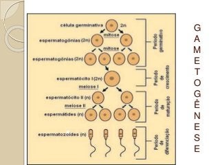 G
A
M
E
T
O
G
Ê
N
E
S
E
 