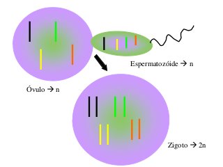 Óvulo  n
Espermatozóide  n
Zigoto  2n
 