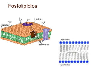 Sais Minerais (Íons- em água)
• Classificados de acordo com a quantidade
presente:
• Macrominerias: Cl, Na, K, Ca, Mg, ...
• Microminerais: Fe, F, Mn, Zn....
 