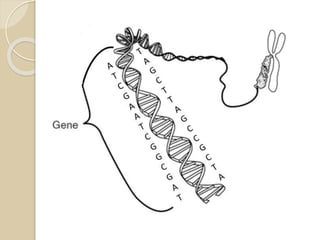  Ácidos Nucléicos
◦ Armazenas as informações genéticas
• DNA – Ácido desoxirribonucléico
• RNA – Ácido Ribonucléico
• mRNA
• tRNA
• rRNA
 