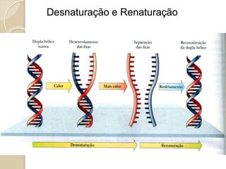 ◦ Adenina
◦ Guanina
◦ Citosina
◦ Timina
◦ Adenina
◦ Guanina
◦ Citosina
◦ Uracila
Purinas
Pirimidinas
Bases Nitrogenadas
DNA RNA
Açúcar
Desoxirribose Ribose
Fita dupla Fita simples
Diferença entre DNA e RNA
 