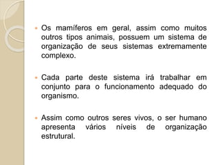  Os mamíferos em geral, assim como muitos
outros tipos animais, possuem um sistema de
organização de seus sistemas extremamente
complexo.
 Cada parte deste sistema irá trabalhar em
conjunto para o funcionamento adequado do
organismo.
 Assim como outros seres vivos, o ser humano
apresenta vários níveis de organização
estrutural.
 