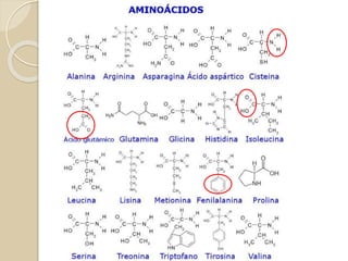 Desnaturação e Renaturação
 