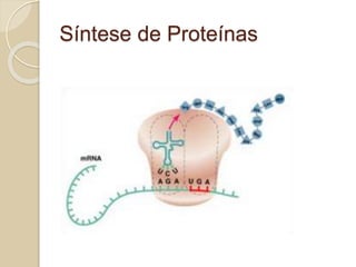 Estrutura das proteínas:
 
