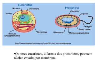 Síntese de Proteínas
(Tradução)
 Inicia: AUG
Término: UAG, UAA UGA
 