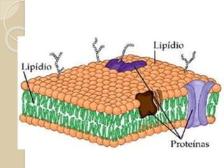 CONSTITUIÇÃO CELULAR
 