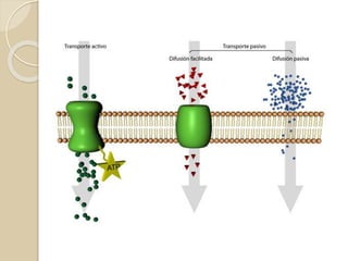 •Os seres eucariotos, diferente dos procariotos, possuem
núcleo envolto por membrana.
 