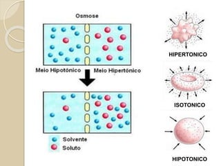 Procarióticas Eucarióticas
Envoltório Nuclear Ausente Presente
Cromossomos Único Múltiplos
Organelas Poucas ou
nenhuma
Núcleo,
mitocôndria, ...
Organização
celular
Principalmente
unicelular
Principalmente
multicelular
Citoplasma Sem citoesqueleto Citoesqueleto
constituído de
filamentos
protéicos
Diferenças entre células procarióticas e
eucarióticas
 