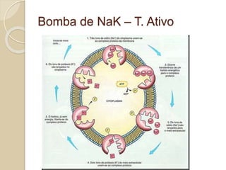 Célula Eucariótica
 