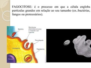 Membrana Plasmática
 Também chamada de membrana celular, limita as
células, separando o meio interno celular do meio
externo.
 Regular a entrada e a saída de substâncias;
(Transporte ativo ou passivo- difusão simples ou facilitada,
osmose, etc)
 Proteger as células;
 Participar da comunicação química entre as
células.
 