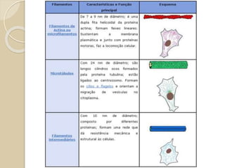 Processos Celulares Ativos
 As células apresentam processos que
lhes permitem capturar moléculas do
meio extracelular para dentro do seu
citoplasma.
 Esses processos podem acontecer de
duas maneiras: fagocitose e
pinocitose.
 