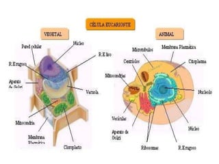 PINOCITOSE: Na pinocitose são capturadas
partículas de tamanho menor em comparação com
as da fagocitose e, geralmente, são englobadas
partículas líquidas.
 