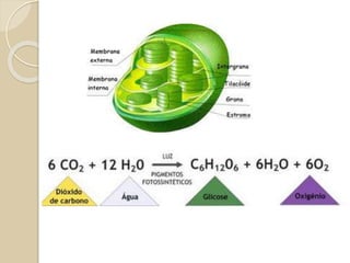 Citoplasma
 É todo o conteúdo entre a membrana plasmática e o
núcleo. O citoplasma é formado pelo citosol e pelas
organelas.
 Citosol – composto por um conjunto de substâncias,
tais como água, proteínas e açúcares, dispersos em
água.
 No citosol ocorrem algumas reações químicas
importantes para a manutenção da célula.
 