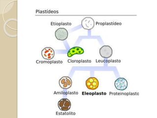  Organelas: estruturas que desempenham
funções específicas no interior da célula.
 Mitocôndria: participar do processo de
respiração celular, liberando energia para a
célula.
 Lisossomo: participar da digestão celular
 Retículo endoplasmático: Sintetizar e
transportar algumas moléculas – REL
(lipídeos) e RER (proteínas).
 