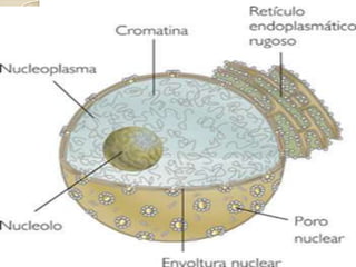  Centríolo: Processo de divisão celular,
movimentos celulares e formação dos cílios
e flagelos.
 Complexo golgiense: Secretar substâncias e
armazenar moléculas que serão
posteriormente utilizadas pelo organismo.
 Ribossomo:Realizar a síntese de proteínas.
 Peroxissomo: oxidar ácidos graxos,
degradação da água oxigenada,
desintoxicação.
 