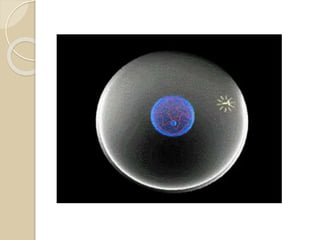 ALGUMAS DIFERENÇAS:
 A célula vegetal é mais rígida e possui forma mais
definida, devido a presença de uma parede celular
externa – além da membrana plasmática.
 Os centríolos estão presentes APENAS nas células
animais.
 Os cloroplastos e vacúolos estão presentes APENAS
nas células vegetais.
 As células vegetais possuem Vacúolos que
armazenam substancias como a água
 