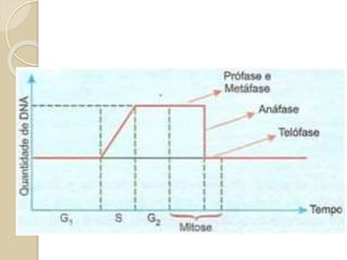  Envoltório nuclear: Delimita o núcleo,
separando as estruturas nucleares do
citoplasma.
 Nucléolo: Parte dos RNAs presentes no
nucléolo formará os ribossomos.
 Nucleoplasma: Preenche os espaços do
núcleo.
 Cromatina: Contém informações
necessárias para produção de proteínas,
moléculas que atuam no funcionamento
celular. Formadora de cromossomos.
 