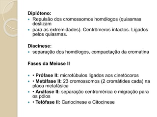 Prófase
 1 cromossomo = 2 cromátides-irmãs
 Compactação cromossômica: filamentos finos à
microscopia ótica
 Formação dos cinetócoros (final da prófase)
 Início formação do fuso mitótico:
 Microtúbulos irradiam-se a partir dos centrossomos à
medida que estes migram para os pólos da célula.
Prometáfase
 Movimentação do fuso mitótico
 Fragmentação do envoltório nuclear
 Ligação de microtúbulos aos cinetócoros
 Início da migração dos cromossomos em direção ao
plano equatorial da célula
 