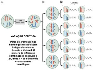 Célula em
divisão
Telófase
 