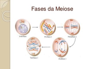 Fases da Meiose
 