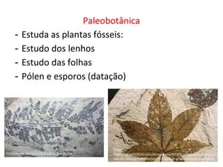 Paleobotânica
- Estuda as plantas fósseis:
- Estudo dos lenhos
- Estudo das folhas
- Pólen e esporos (datação)
Foto:
https://pt.erch2014.com/obrazovanie/87331-paleobotanika-eto-na
uka-ob-iskopaemyh-rastitelnyh-ostatkah-prakticheskoe-znachenie-
paleontologii.html
http://www.abequa.org.br/atua_paleo.php
 