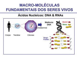 MACRO-MOLÉCULAS
FUNDAMENTAIS DOS SERES VIVOS
Ácidos Nucleícos: DNA & RNAs
 