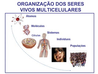 ORGANIZAÇÃO DOS SERES
VIVOS MULTICELULARES
 