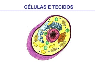CÉLULAS E TECIDOS
 