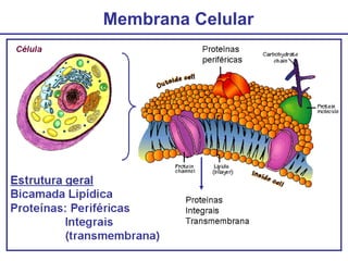 Membrana Celular
 