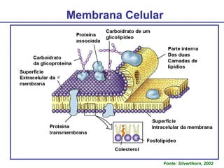 Membrana Celular
Fonte: Silverthorn, 2002
 