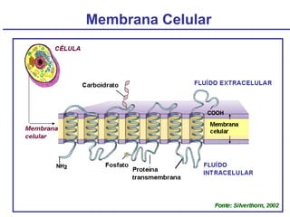Membrana Celular
 