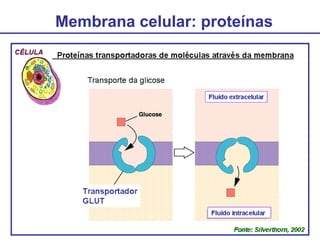 Membrana celular: proteínas
 