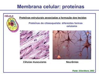 Membrana celular: proteínas
 