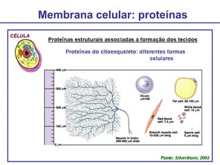 Membrana celular: proteínas
 