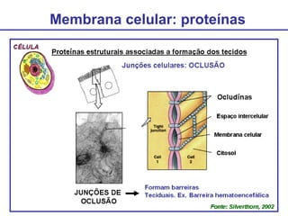 Membrana celular: proteínas
 