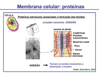 Membrana celular: proteínas
 