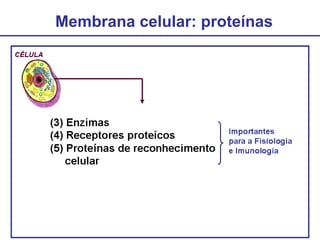 Membrana celular: proteínas
 