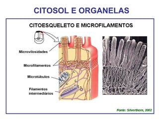 CITOSOL E ORGANELAS
 