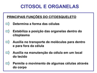 CITOSOL E ORGANELAS
PRINCIPAIS FUNÇÕES DO CITOESQUELETO
Determina a forma das células
Estabiliza a posição das organelas dentro do
citoplasma
Auxilia no transporte de moléculas para dentro
e para fora da célula
Auxilia na manutenção da célula em um local
do tecido
Permite o movimento de algumas células através
do corpo
 