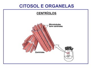 CITOSOL E ORGANELAS
 