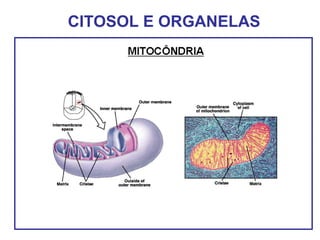 CITOSOL E ORGANELAS
 