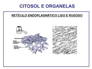 CITOSOL E ORGANELAS
 