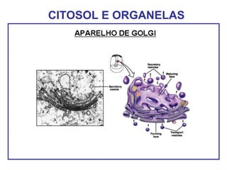 CITOSOL E ORGANELAS
 