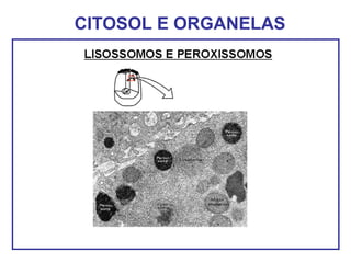 CITOSOL E ORGANELAS
 