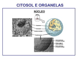 CITOSOL E ORGANELAS
 